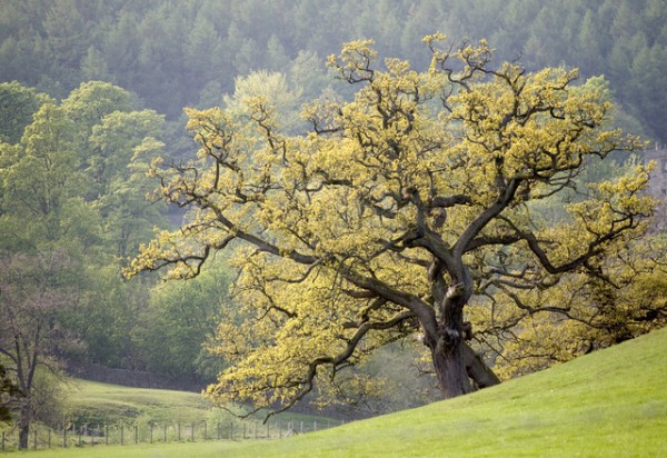 un-roble-para-cada-jardin-01-e1446491798295